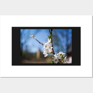 Blooming apple-tree branch Posters and Art